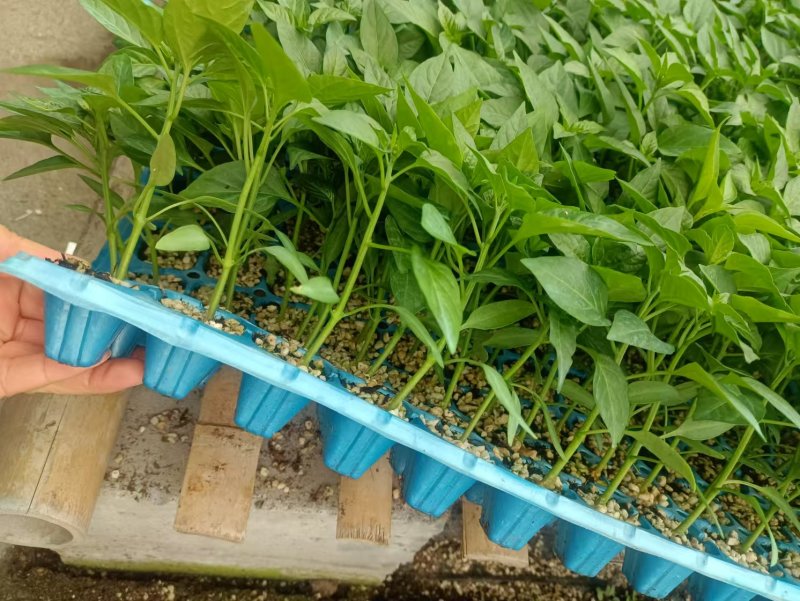 石头番茄苗大红果番茄苗越夏秋延露天保护地大红番茄苗