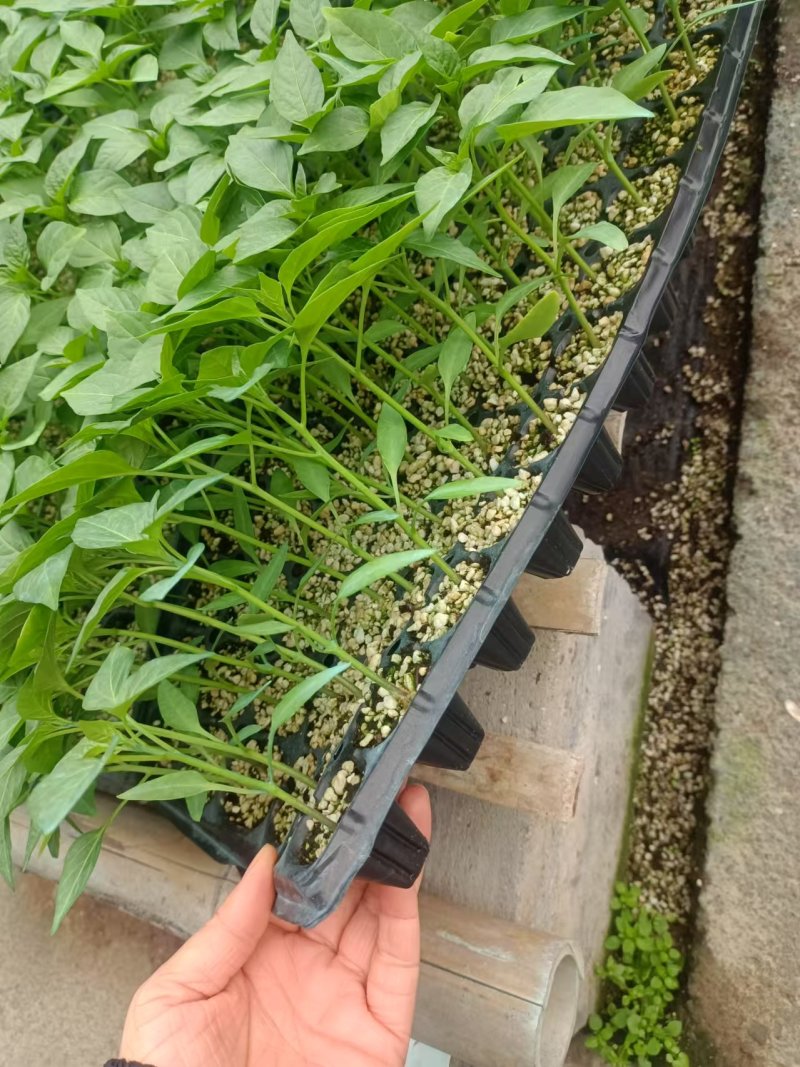 高收益红彩椒苗子种子山东潍坊寿光保护地种植大果肉厚果型方