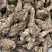 正宗云南丽江当归头500g散装现货批发可切片量大价优当归