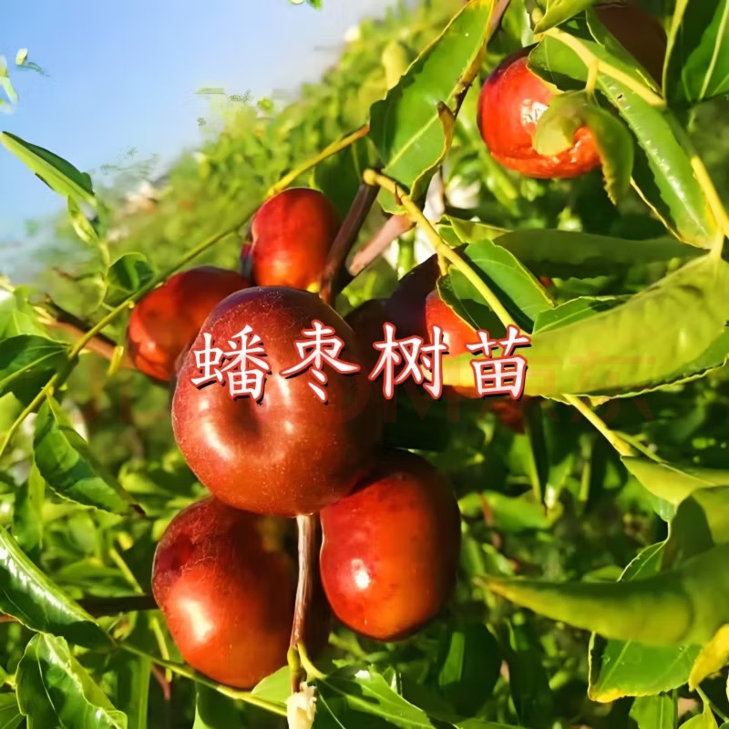 枣树苗精品嫁接蟠枣树苗现挖现发