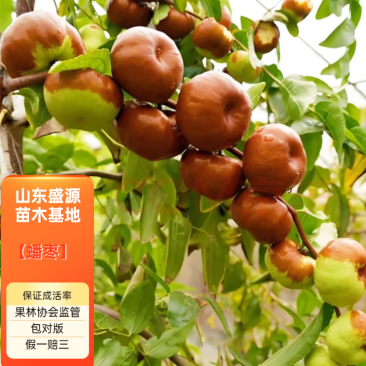 枣树苗精品嫁接蟠枣树苗现挖现发