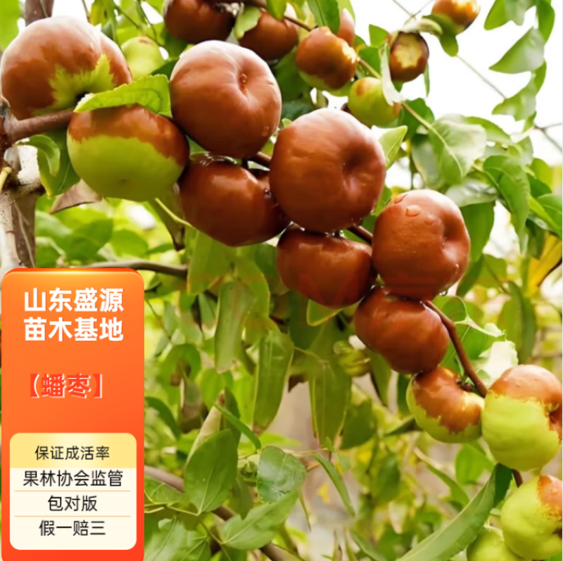 枣树苗精品嫁接蟠枣树苗现挖现发