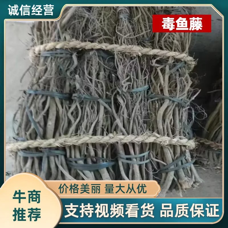 广东省毒鱼藤根专用/见效快/欢迎广大客商咨询