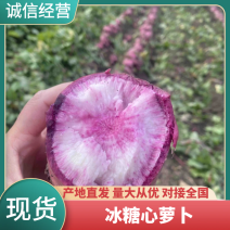 潍坊产地冰糖心萝卜，奶油冰糖心萝卜，对接电商市场平台