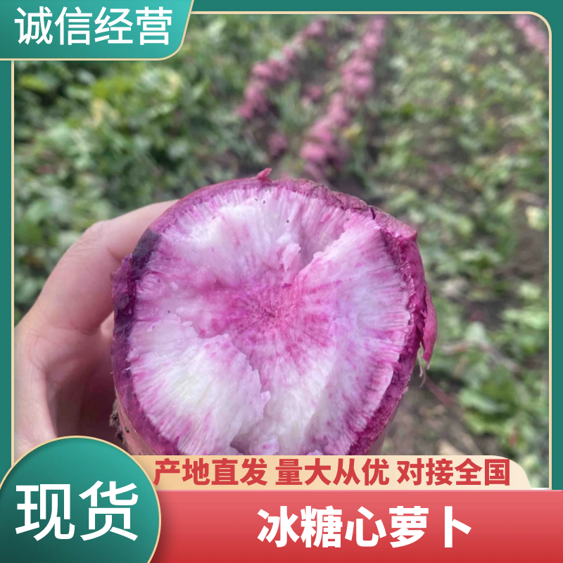 潍坊产地冰糖心萝卜，奶油冰糖心萝卜，对接电商市场平台