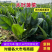 菠菜，精品小菠菜，山东潍坊菠菜，大叶菠菜，火锅小菠菜