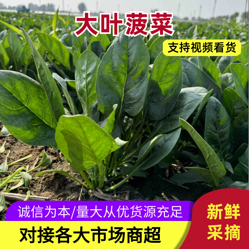 菠菜，精品小菠菜，山东潍坊菠菜，大叶菠菜，火锅小菠菜