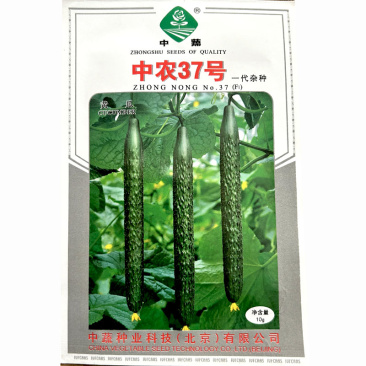 中农37号黄瓜种子越冬大棚温室栽培早熟黄瓜种籽高产耐
