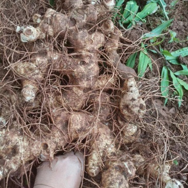 多花黄精基地一手货源对接大型批发商欢迎来电咨询