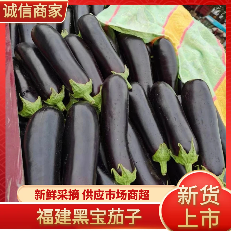 福建黑宝茄子/茄子大量供应，产地直发保质保量量大从优