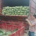 精品圆包菜产地直发一手货源价格美丽对接各大商超