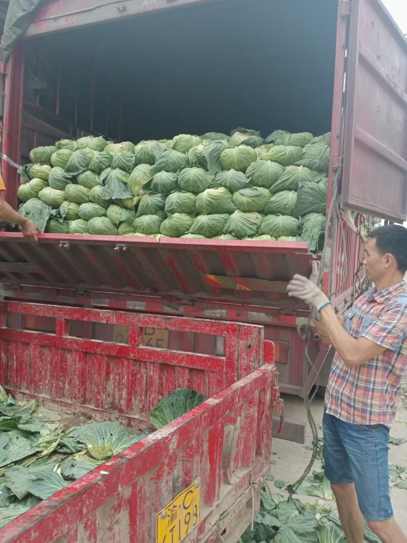 精品圆包菜产地直发一手货源价格美丽对接各大商超