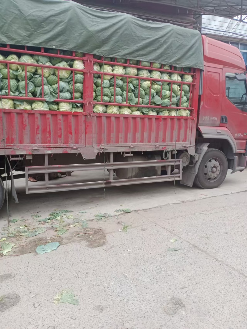 精品圆包菜产地直发一手货源价格美丽对接各大商超
