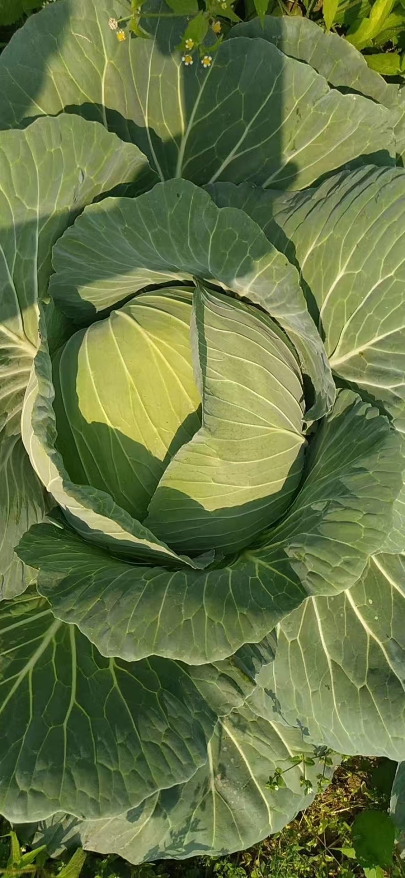 精品圆包菜产地直发一手货源价格美丽对接各大商超