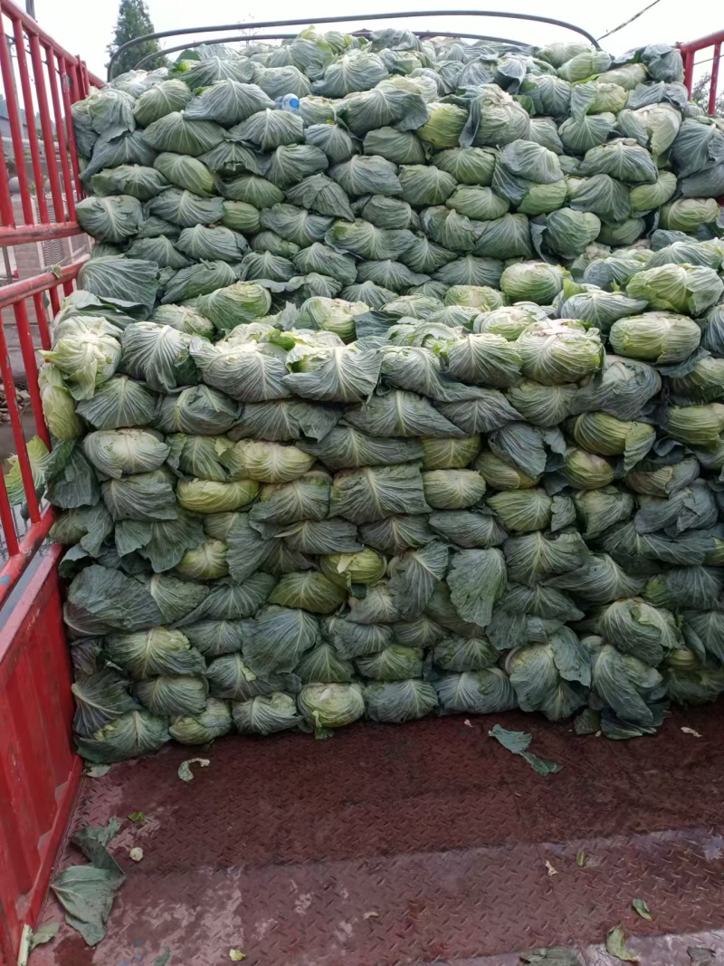 精品圆包菜产地直发一手货源价格美丽对接各大商超