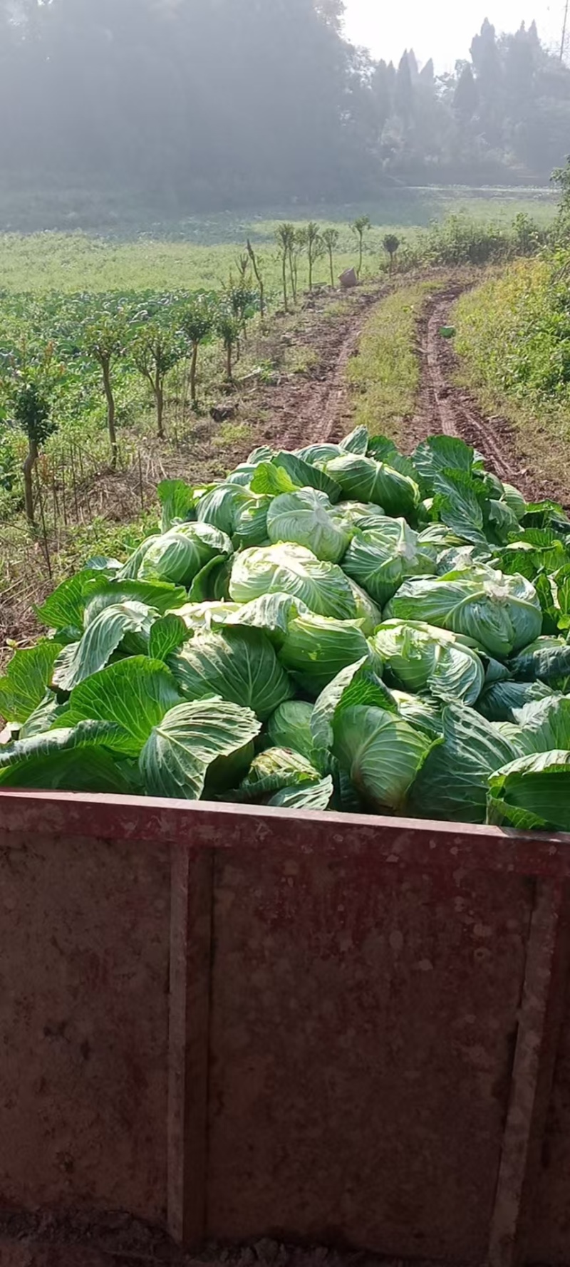 精品圆包菜产地直发一手货源价格美丽对接各大商超