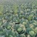 精品圆包菜产地直发一手货源价格美丽对接各大商超