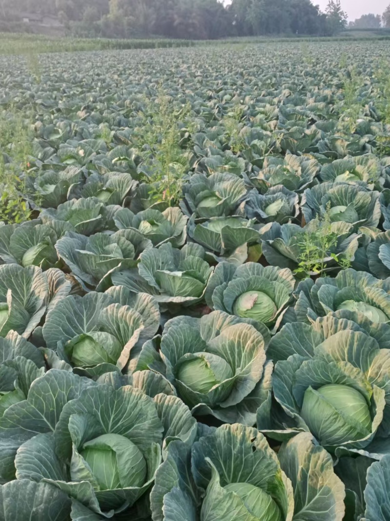 精品圆包菜产地直发一手货源价格美丽对接各大商超
