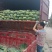 精品圆包菜产地直发一手货源价格美丽对接各大商超
