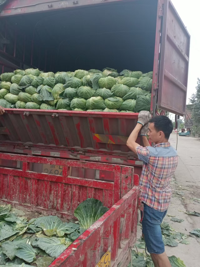 精品圆包菜产地直发一手货源价格美丽对接各大商超