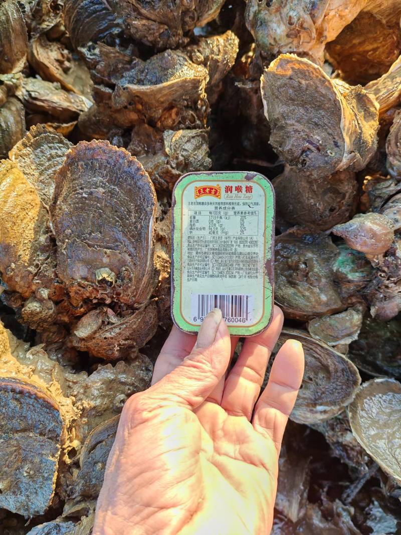 生蚝北海升高产地直发保质保量供货对接全国