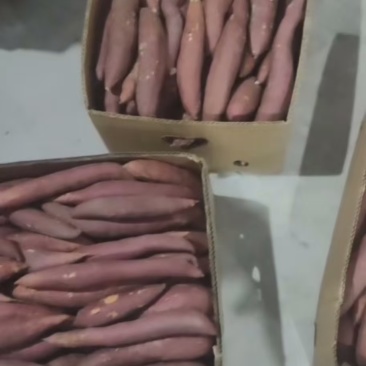 通辽沙地美食烟薯25，内蒙产地直发，品种齐全，量大从优