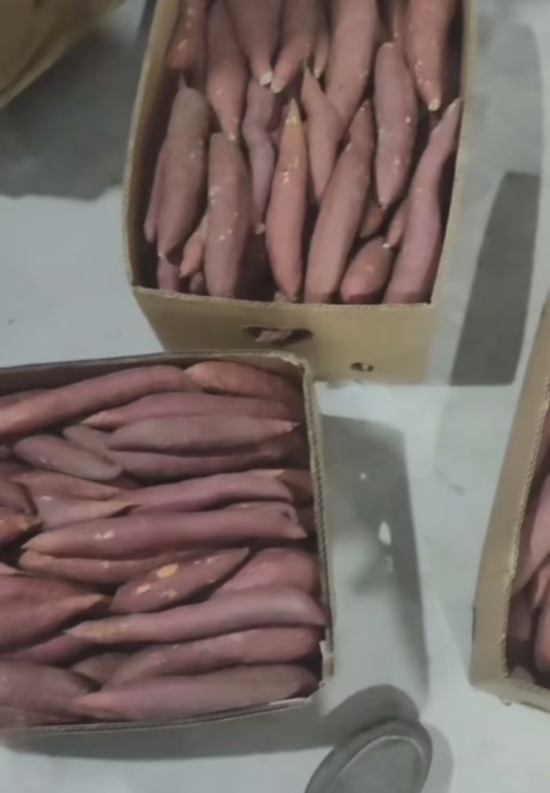 通辽沙地美食烟薯25，内蒙产地直发，品种齐全，量大从优
