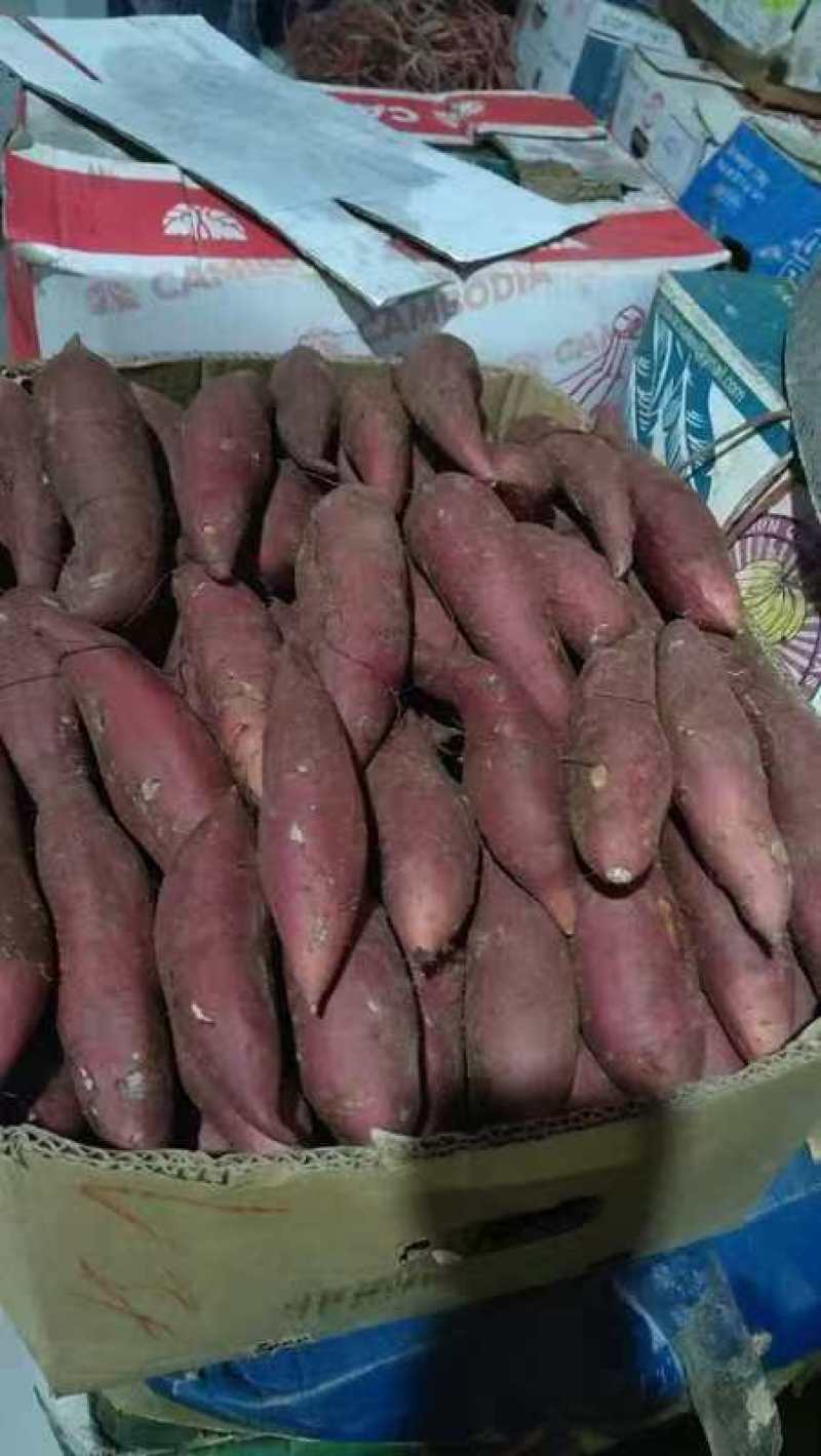 通辽沙地美食烟薯25，内蒙产地直发，品种齐全，量大从优