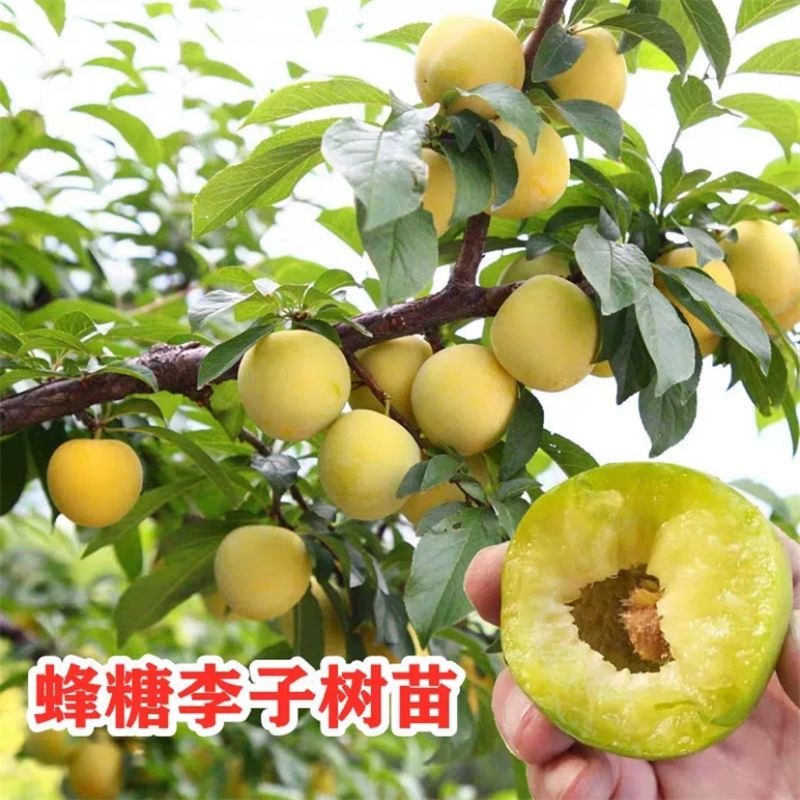 【2年，3年苗】直径不一蜂糖李子苗有效进店联系详细讲解