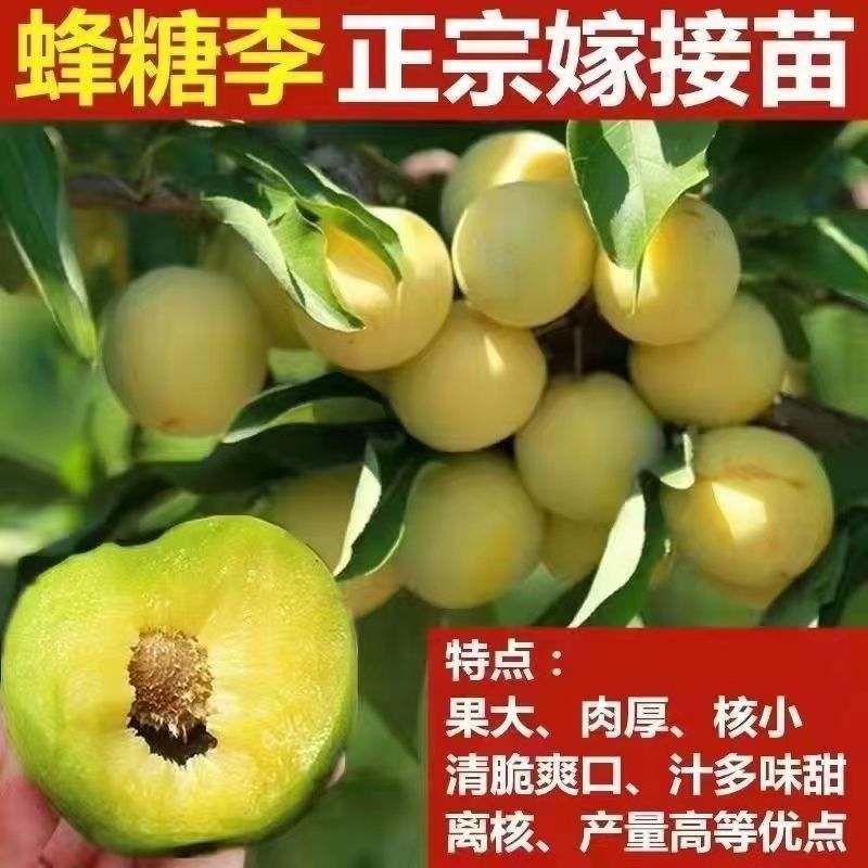 【2年，3年苗】直径不一蜂糖李子苗有效进店联系详细讲解