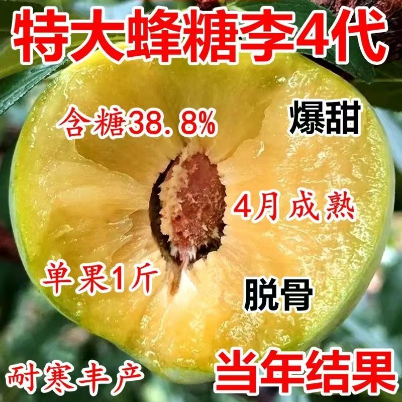 【2年，3年苗】直径不一蜂糖李子苗有效进店联系详细讲解