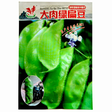 大肉绿扁豆种子猪耳朵籽白色光滑脆嫩品质佳采收期长蔬菜种子