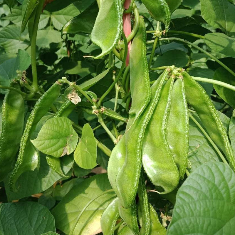 大肉绿扁豆种子猪耳朵籽白色光滑脆嫩品质佳采收期长蔬菜种子
