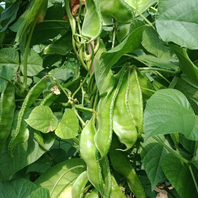 大肉绿扁豆种子猪耳朵籽白色光滑脆嫩品质佳采收期长蔬菜种子