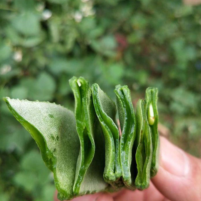 眉豆种子春秋大耳朵扁豆梅豆角种子四季豆角春夏种植