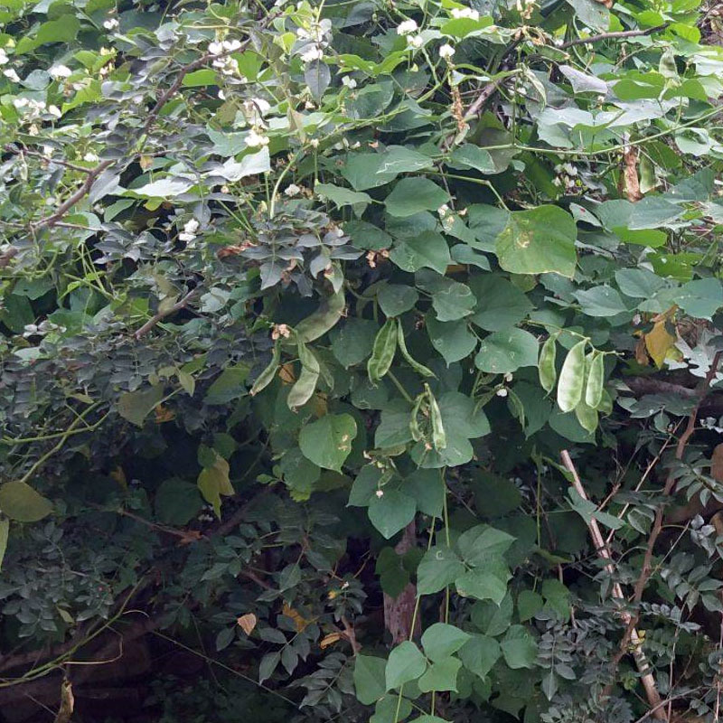 眉豆种子春秋大耳朵扁豆梅豆角种子四季豆角春夏种植