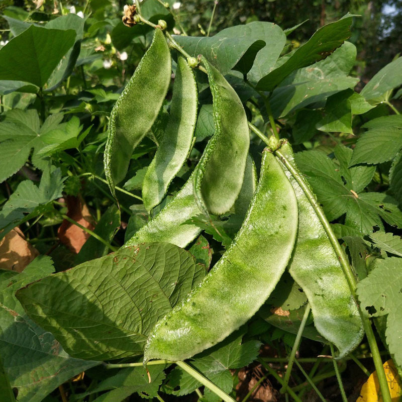红花一号扁豆种子早生扁豆早熟贴地结荚春秋种植