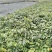 湖南金钩藤苗基地供货苗子根系发达易成活量大从优电联