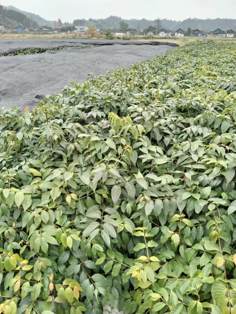 湖南金钩藤苗基地供货苗子根系发达易成活量大从优电联