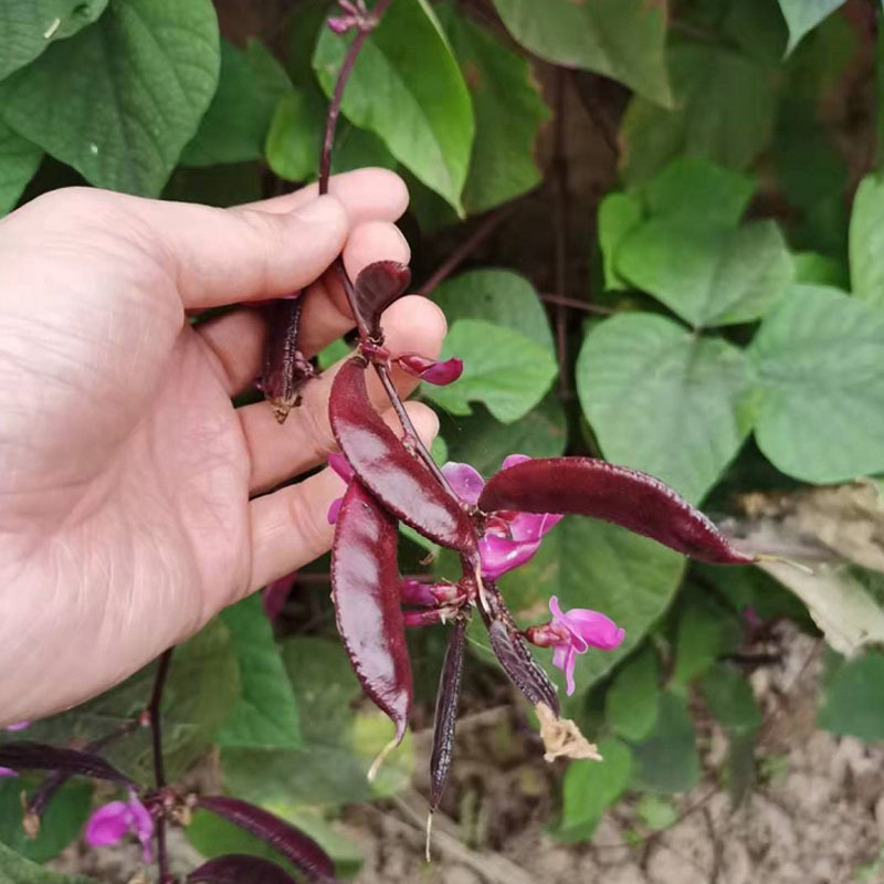早熟全红扁豆种子结荚量大肉扁豆早熟紫眉豆种子