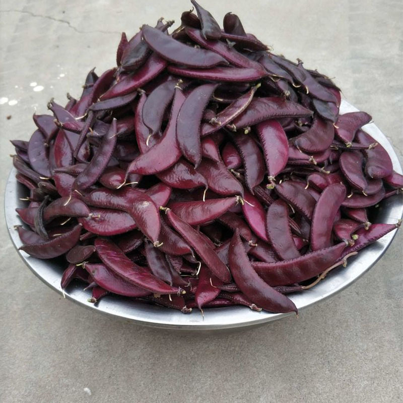 早熟全红扁豆种子结荚量大肉扁豆早熟紫眉豆种子