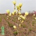 玉兰花树苗红黄白广玉兰盆栽庭院绿化开花耐寒植物室外花卉紫