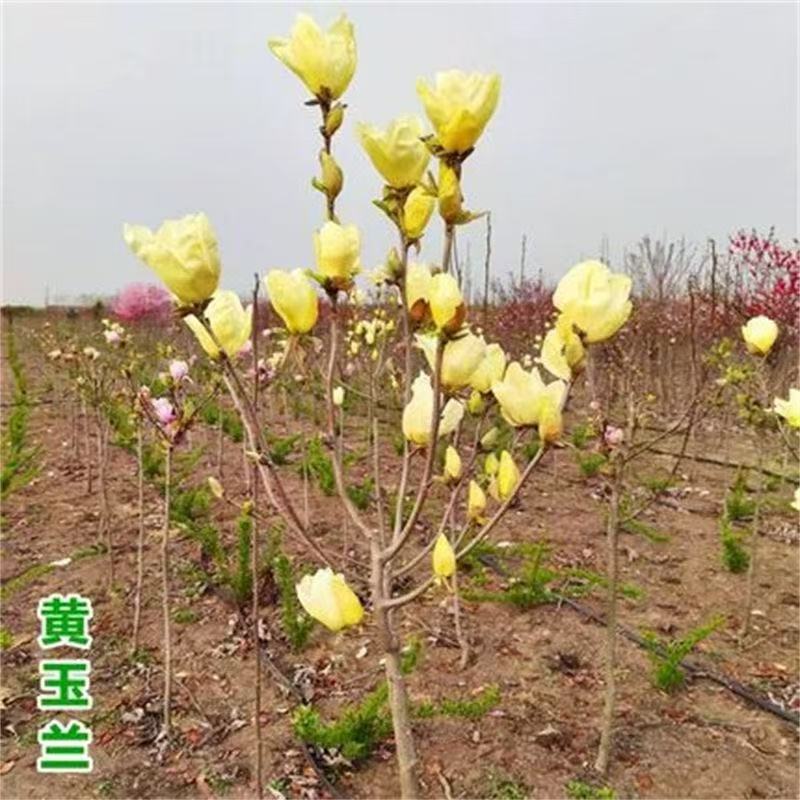 玉兰花树苗红黄白广玉兰盆栽庭院绿化开花耐寒植物室外花卉紫