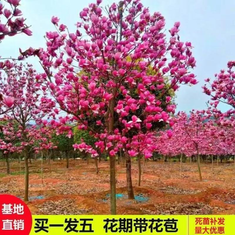 玉兰花树苗红黄白广玉兰盆栽庭院绿化开花耐寒植物室外花卉紫