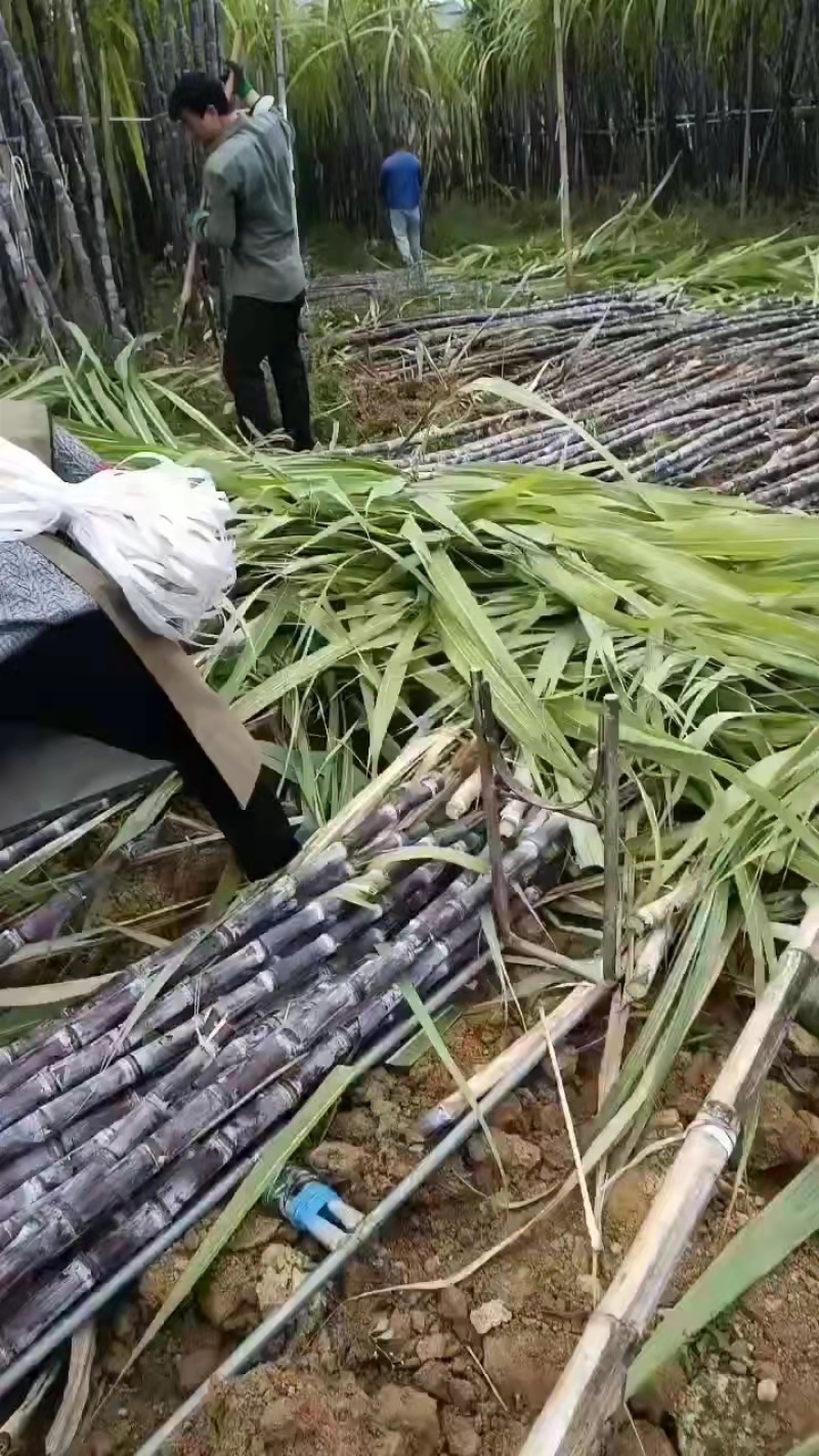 广西黑皮甘蔗清甜多汁自产自销田头看货也可视频看货议价！