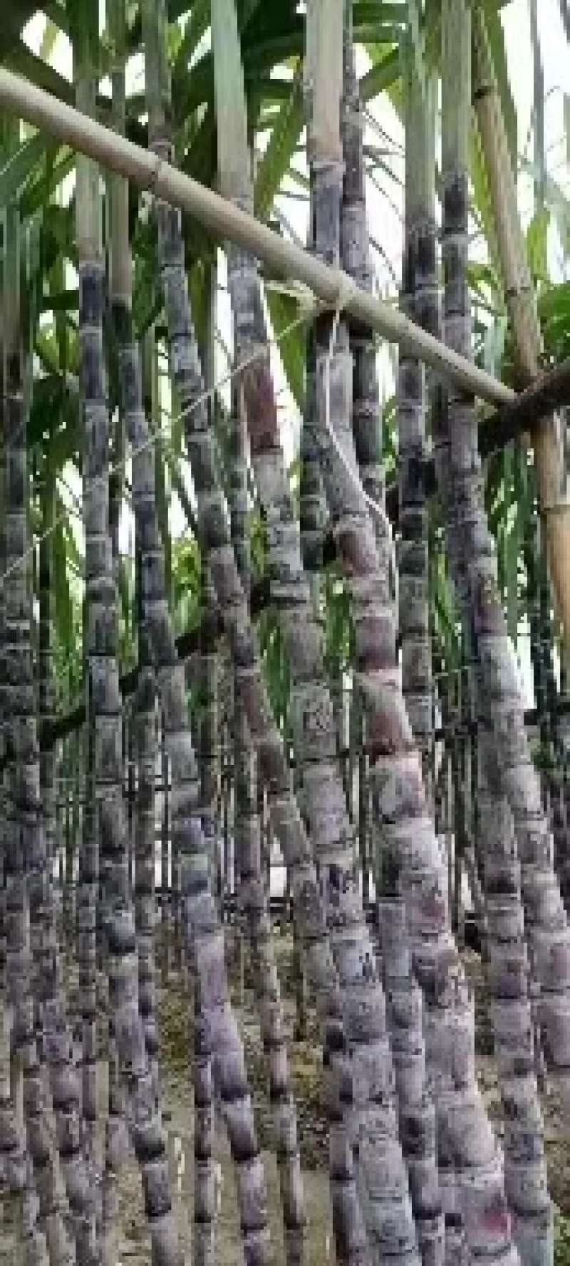 广西黑皮甘蔗清甜多汁自产自销田头看货也可视频看货议价！