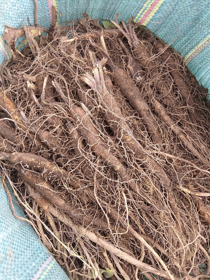 高产优质云木香种苗，根系发达，植株健壮，病虫害少。