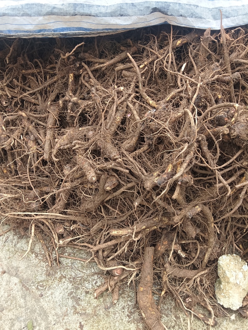 高产优质云木香种苗，根系发达，植株健壮，病虫害少。