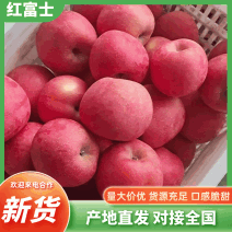 山东红富士苹果！保质保量全国代发！新红富士苹果一手货源