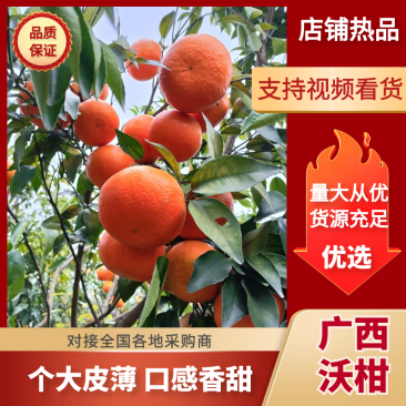 柑橘桂林精品沃柑口感好皮薄汁多化渣专业代收按需配